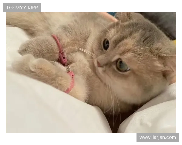 Yaomao：不止是萌宠，更是治愈你心灵的温暖陪伴